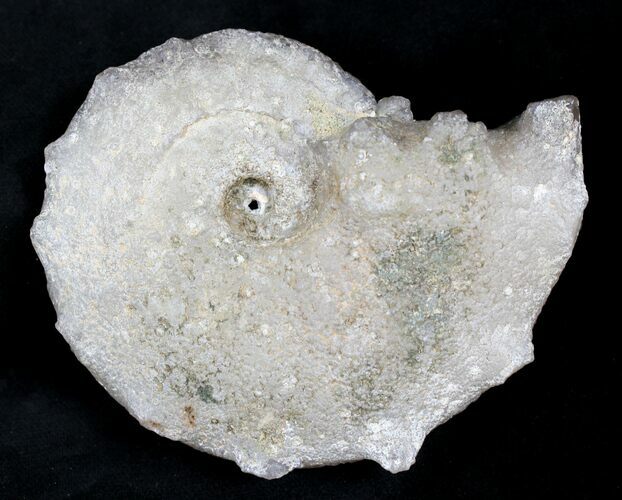 Agate/Chalcedony Replaced Ammonite Fossil #25505